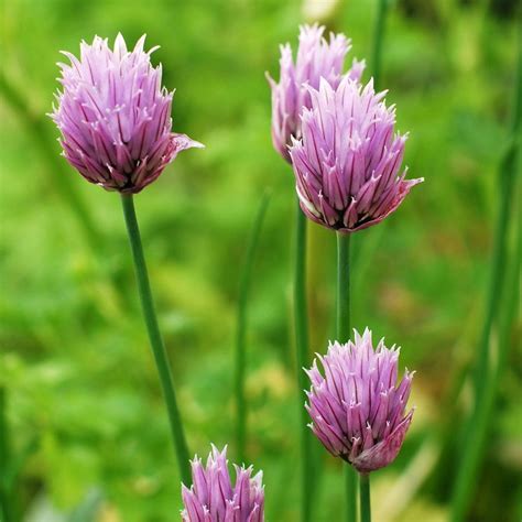 chive seeds organic  heirloom premium seeds herbs  spices