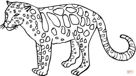 leopard coloring pages coloring home
