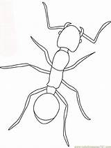Ant sketch template