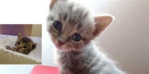 kitten was found blind but they helped him see love meow