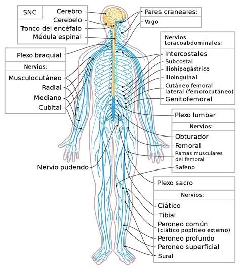 sistema nervioso somatico wikipedia la enciclopedia libre