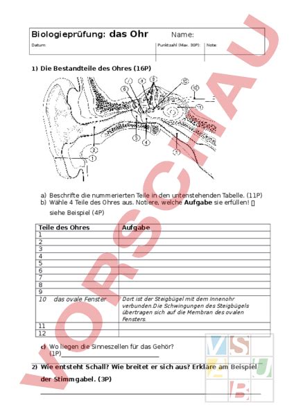 arbeitsblatt pruefung ohrgehoer biologie anatomie