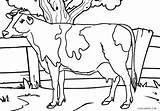 Cow Coloring Pages Dairy Printable Getcolorings Kids Color sketch template