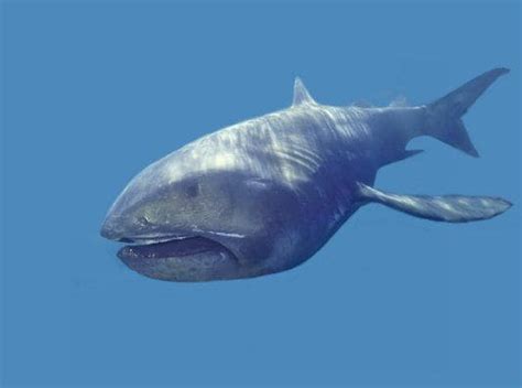 Tiburón Bocagrande Características Curiosidades