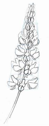 Lupine Johnmuirlaws Lupin Pencil Botanical Bluebonnet Muir sketch template