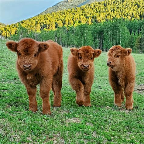 curious baby highland cows   born    weeks  rpics
