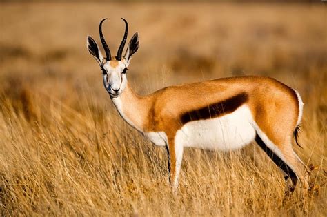 springbok hunting  acres  texas  species ox ranch