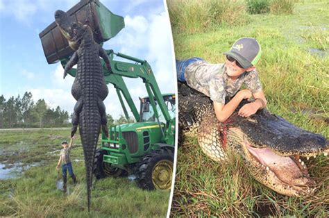 giant alligator as big as car caught eating cows daily star