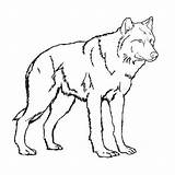 Wolf Pages Coloring Color Baby Kids Print Printable Realistic Animal Scary Standing Colouring Drawing Arctic Wolves Big Draw Bad Cried sketch template