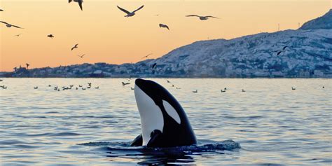 whats    worlds captive orcas huffpost uk