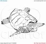 Turtle Loggerhead Species Wwf sketch template