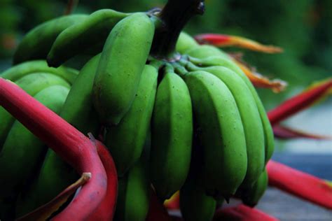 como fazer biomassa de banana verde banana receitas