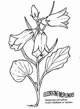 Bellflower Coloring Clipart Flowers Small Campanula Nature Bluebell Color Printable Drawings Drawing Clipground 07kb 681px Big Plants Even Designlooter Kb sketch template