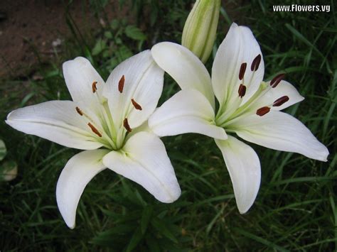 pretty lilies white lily flower white lilies flower pictures