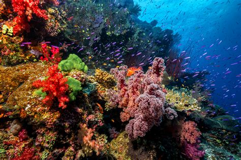 ein stueck korallenriff foto bild unter wasser meer natur bilder