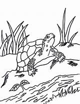 Coloring Pages Grass Turtle Box Color Printable Getdrawings Getcolorings Print Green Colorings sketch template