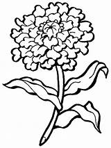 Flower Carnation Coloring Drawing Pages Printable Outline Simple Line Easy Flowers Kids Marigold Supercoloring Clipartmag Getdrawings Step Clipart Clip Book sketch template