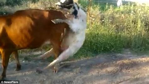 hilarious video captures moment small bull attempts  mate   larger female daily mail