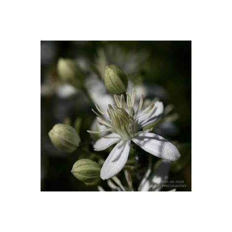 Clematis Vitalba Es Un Arbusto Trepador Que Alcanza La Al… Flickr