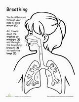 Respiratory Human Anatomy Lungs Breathe Respiratorio Humano Lung Breathing Ciencias Labeled Digestive Actividades Primaria Aparatos Teeleg Physical Sketch Getdrawings Repiratorio sketch template