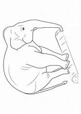 Colorare Elefanti Pianetabambini Elefante Disegno Singolarmente Versione sketch template