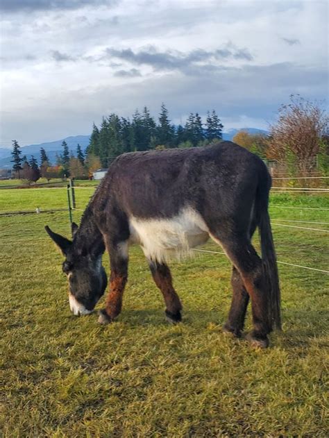 mammoth donkey donkey care donkey training mammoth