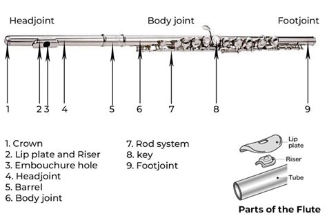 parts   flute flute anatomy phamox