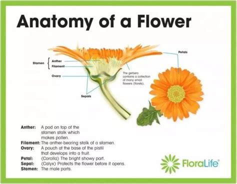 parts   daisy flower diagram google search partes de la flor ilustracion de fruta