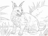 Caracal Lynx Gato Deserto Karakal Lince Gatto Realistic Desierto Coloriages Selvatico sketch template