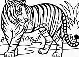 Tiger Coloring Lion Tigers sketch template