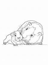 Guinea Meerschweinchen Ausmalbilder Ausmalbild Kostenlos Mandala Ausmalen Pigs Coloringhome Malvorlage Ausdrucken Fluffy Insertion sketch template