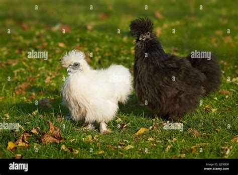 silkie hens white  black walking  stock photo alamy
