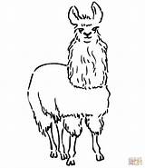 Llama Coloring South Pages American Animals Drawing America Alpaca Kids Line Printable Animal Color sketch template