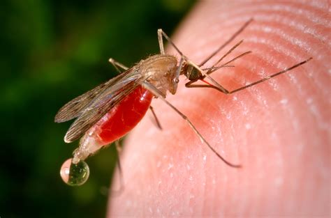 impact of insecticide resistance on malaria control lstm