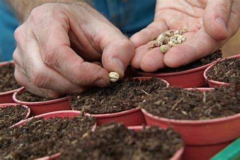 grow  care  nasturtium bbc gardeners world magazine