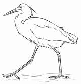 Coloring Egret Pages Draw Drawing Snowy Egrets Drawings Printable Heron Work sketch template