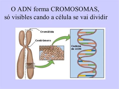 Adn E Cromosomas