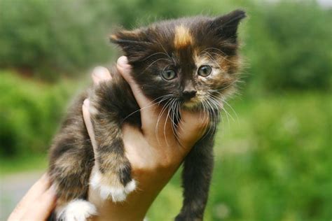calico kittens personality training animals momme