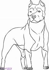 Pitbull Coloring Pages Puppy Realistic Printable Faces Adults Getcolorings Color Getdrawings Print Pag Cute Colorings sketch template