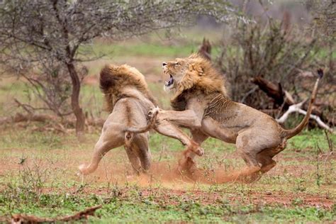big cat brawl shows what happens when lions having sex are interrupted mirror online