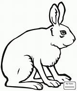 Hare Rabbit Coloring Arctic Jack Pages Drawing Jackrabbit Side Hares Outline Cartoon Getdrawings Kids Printable Color Supercoloring Animal Cute Results sketch template