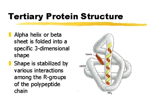 tertiary protein structure