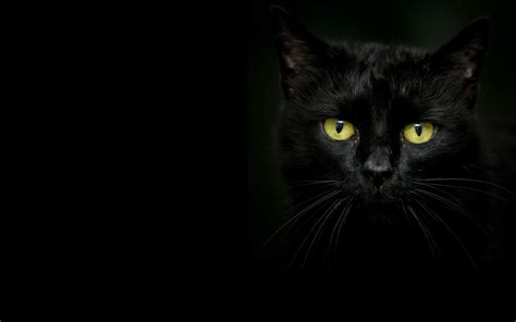 beautiful black cat   dark background wallpapers  images wallpapers pictures