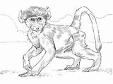 Baboon Monkeys Cute Chacma sketch template