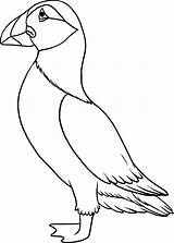 Puffin Puffins Tegning Fugle Af Dragoart Designlooter Penguin Momjunction sketch template