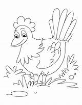 Hen Coloring Pages Red Little Kids Colouring Hens Color Printable Story Pretty Activities Animals Sheets Kid Getcolorings Getdrawings Da Preschool sketch template