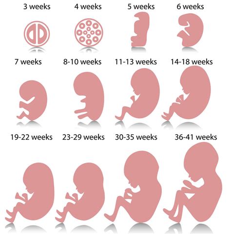 conception implantation  birth   life
