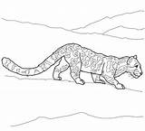 Pantera Clouded Nebulosa Leopardo Caracal Leopardos sketch template