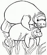 Coloring Manatee Pages sketch template