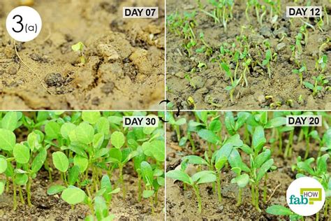 How To Plant Grow And Harvest Fenugreek Seeds In Your